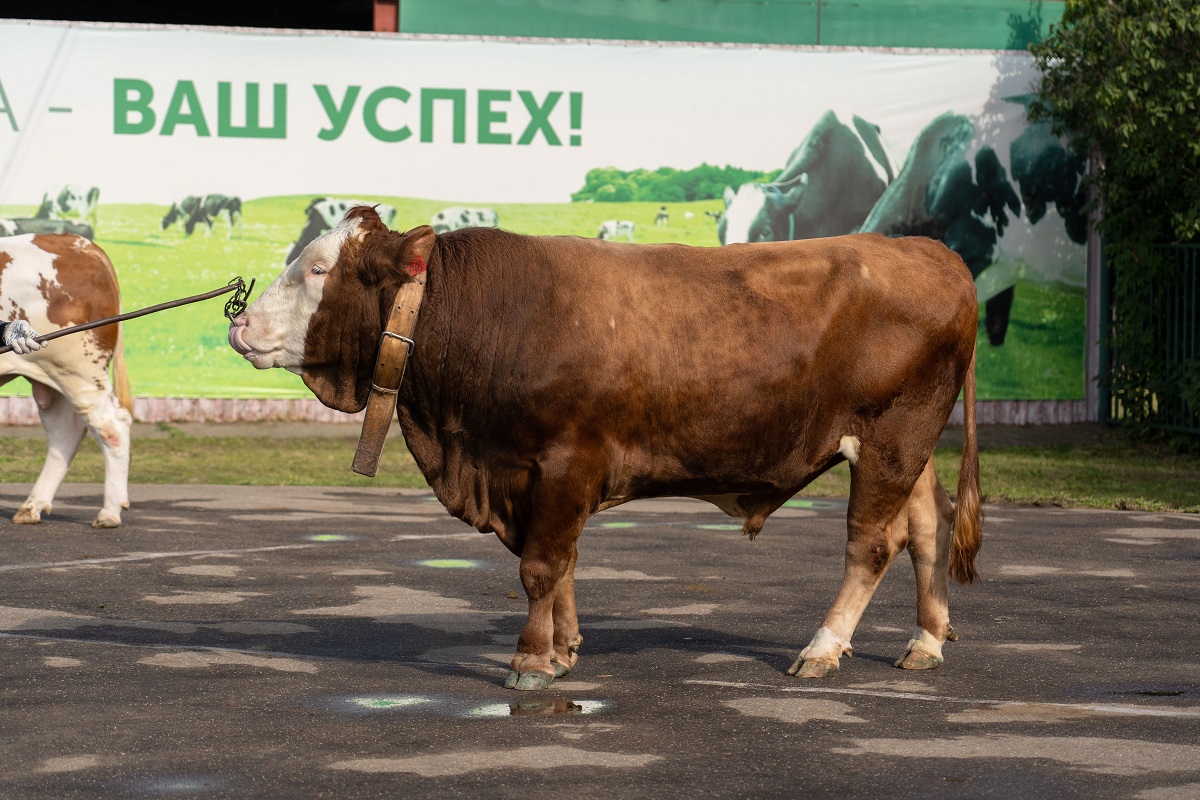 Племенное хозяйство «Сонское» из Хакасии подтвердило статус племенного  завода | Ветеринария и жизнь