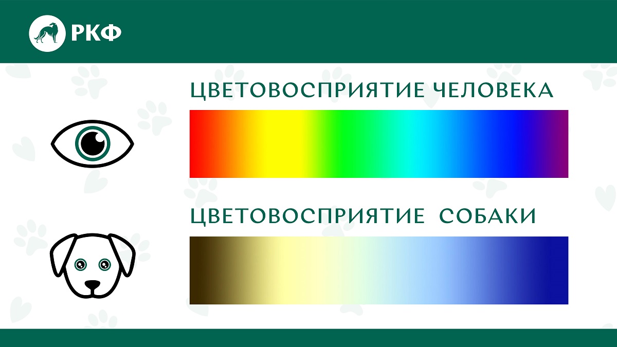 Кинолог объяснил, чем зрение собак отличается от человеческого |  Ветеринария и жизнь