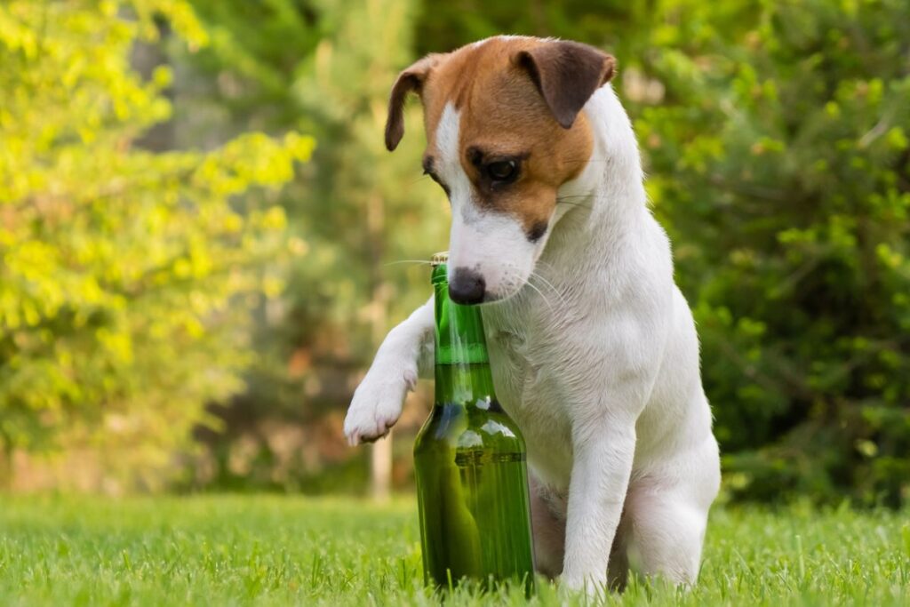 Dog Beer Labeled for the First Time in Russia