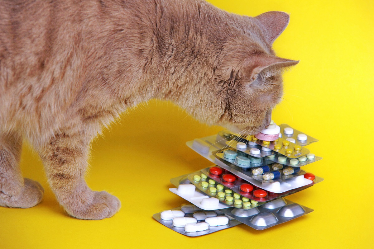 Rosselkhoznadzor Warns Against Buying Fake Veterinary Antiparasitic Drugs