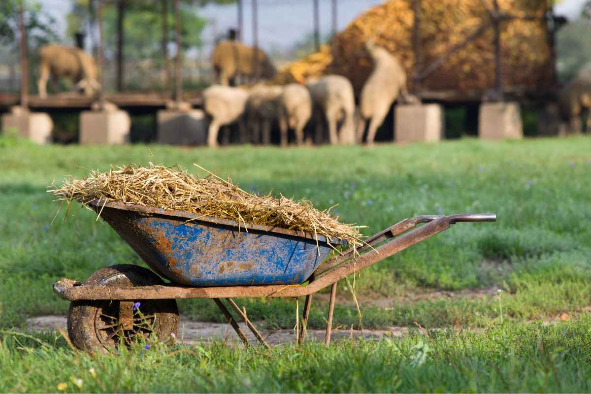 Senators Approved Fines of Up to 600,000 Rubles for Manure Handling Violations