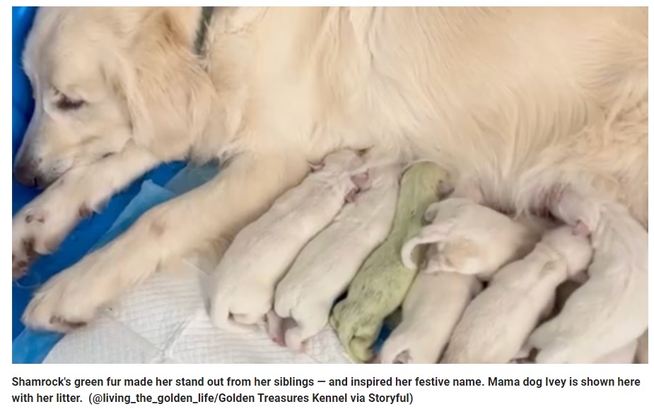 В США собака породы «золотистый ретривер» родила зеленого щенка