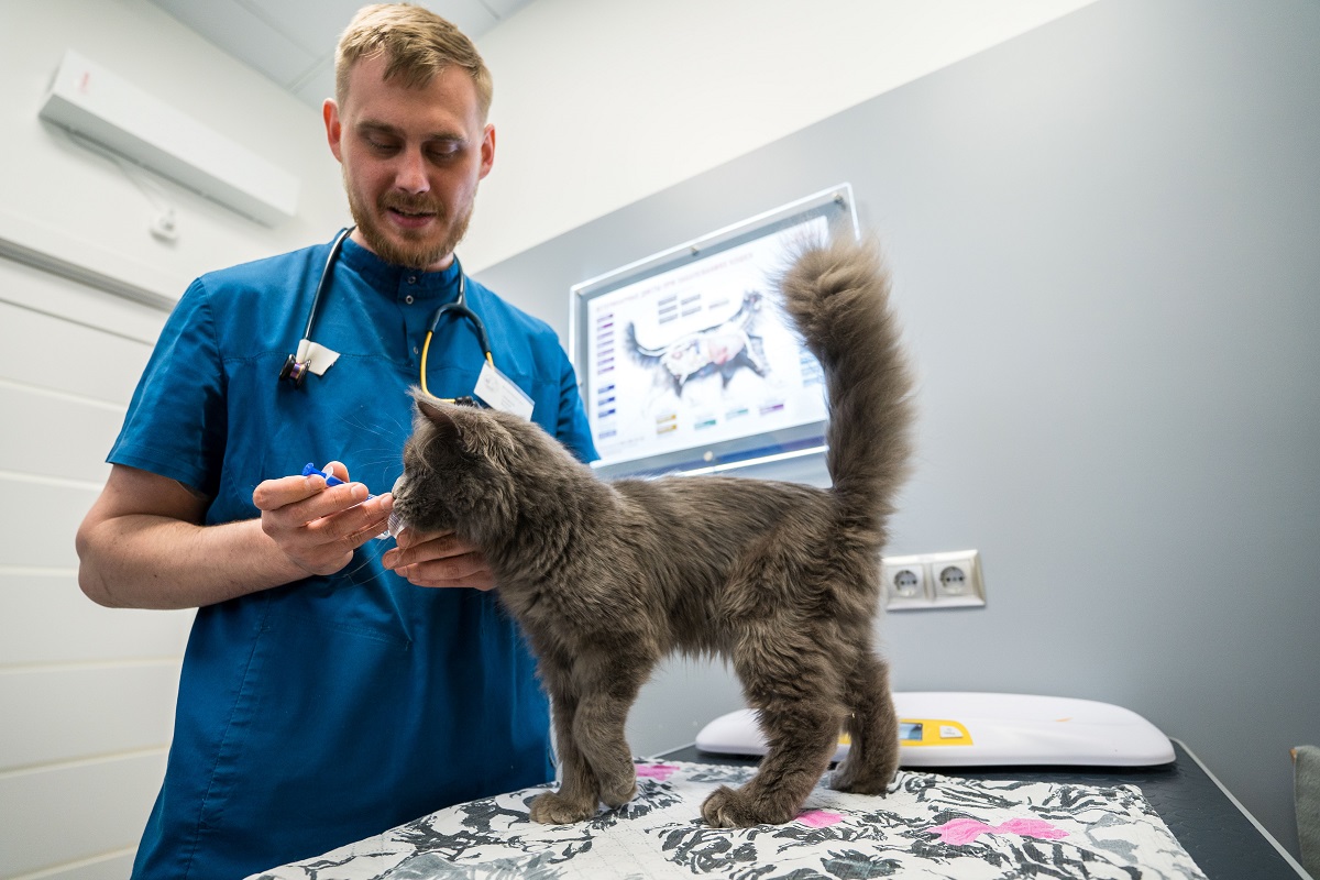 Cat friendly