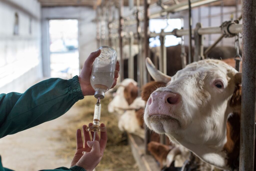 В США обсуждают разработку вакцины против гриппа птиц для коров