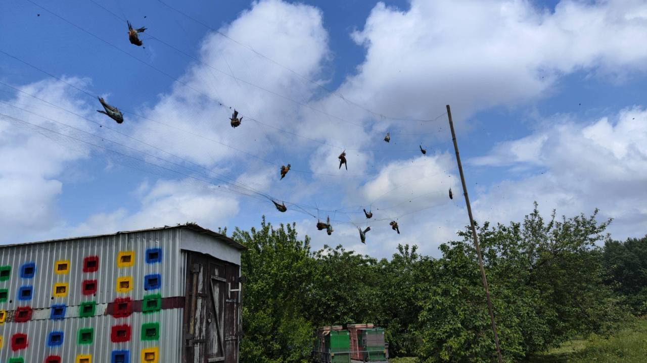 Кубанскому пчеловоду грозит до 5 лет лишения свободы за гибель птиц