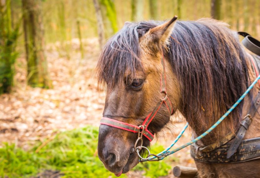 В Архангельской области могут закрыть единственную генофондную ферму лошадей-мезенок
