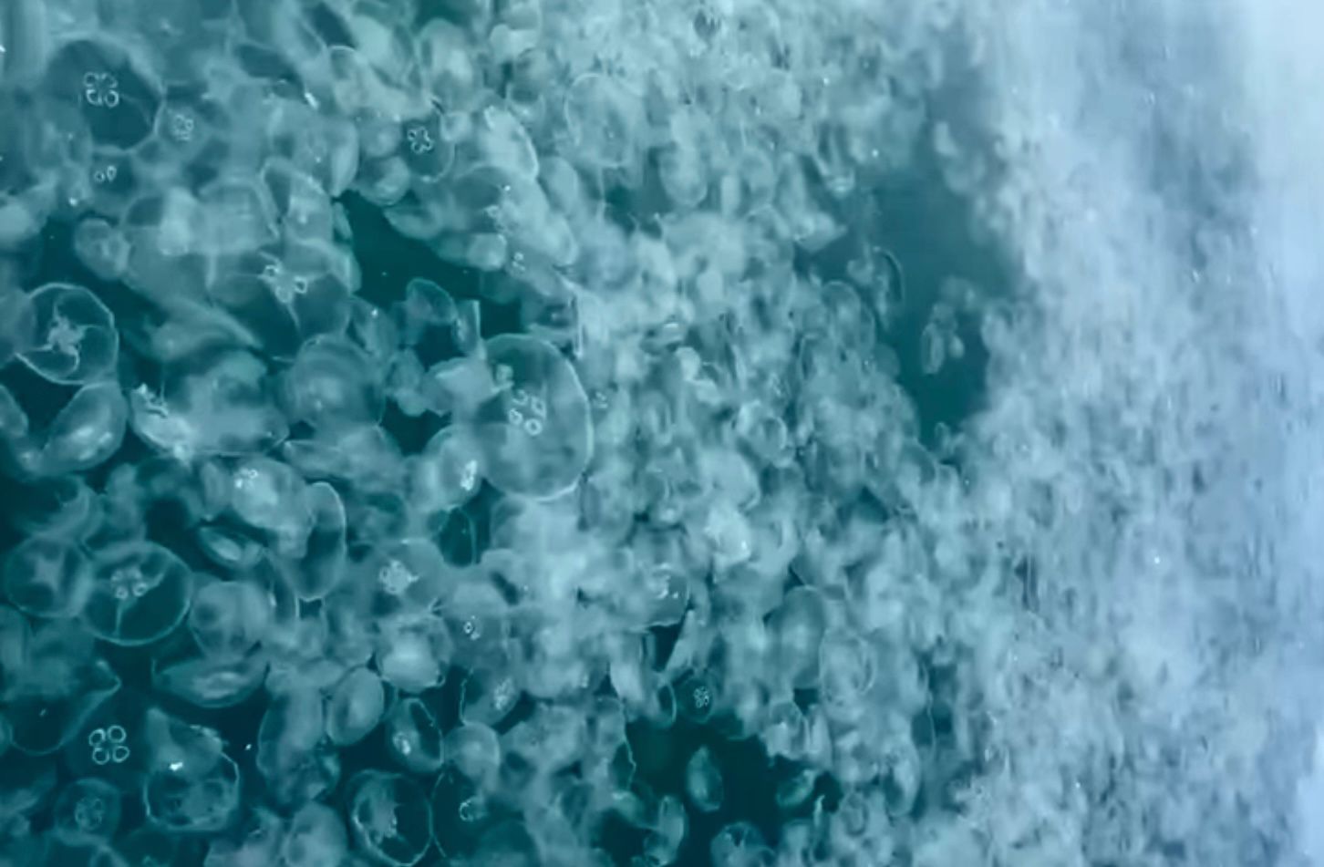Ученый объяснил причины массового скопления медуз у берегов Анапы