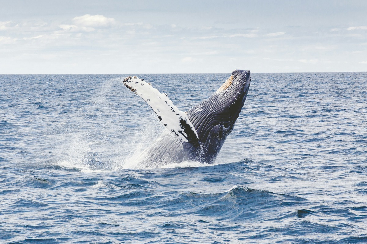 Спасатели едут на помощь краснокнижному киту, запутавшемуся в сетях в районе Териберки