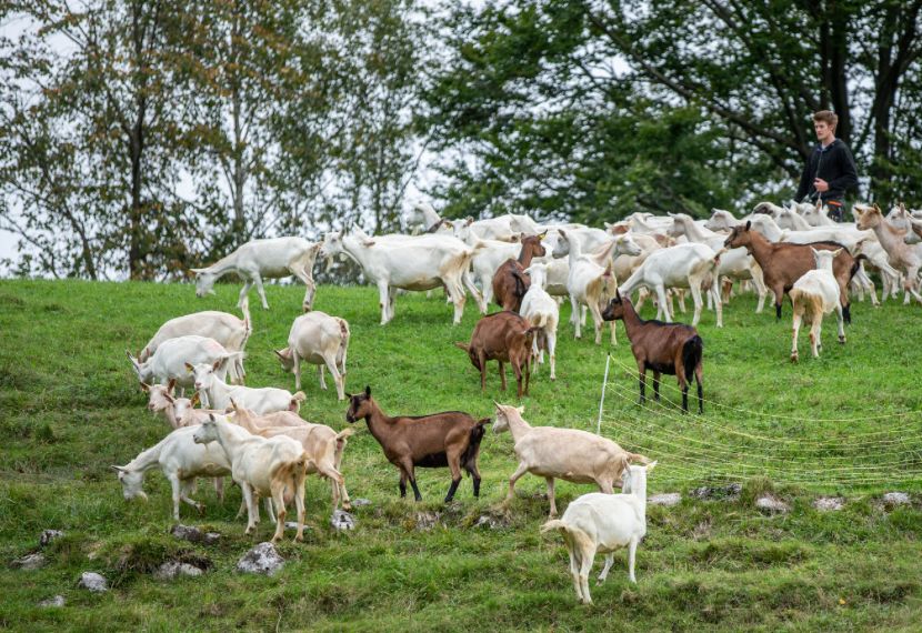 Эксперты назвали основные опасности пастбищного содержания для коз