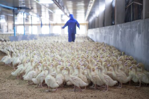 Франция в огне: гриппом птиц поражены уже свыше 60 ферм