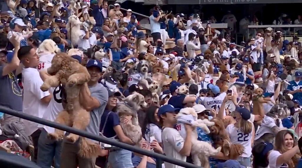 В США тысячи болельщиков пришли на бейсбольный матч с собаками