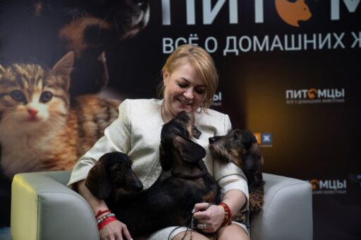 Все о породе «жесткошерстная такса»: гроза лесов и укротитель барсуков