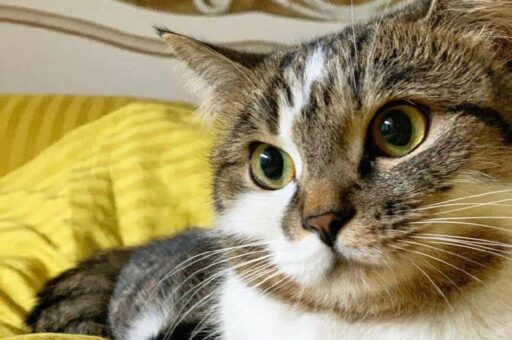 Кошка погибла на борту самолета из-за сильной жары