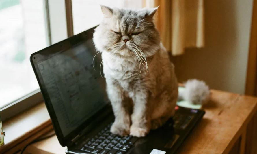 Метят территорию: зоопсихолог пояснил, почему кошки любят лежать на ноутбуках