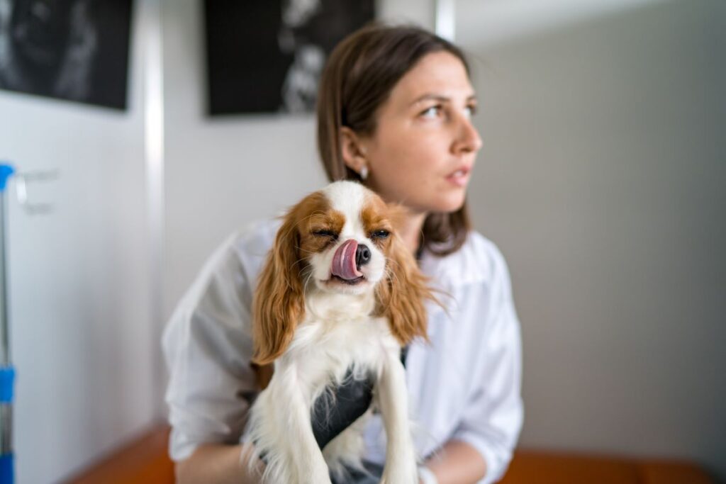 В России появится приложение для онлайн-записи собак и кошек к ветеринарным врачам, грумерам и кинологам