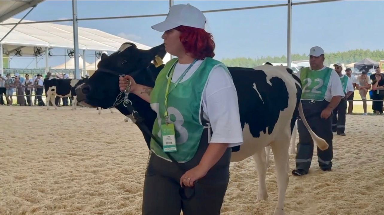 Конкурс красоты среди коров провели в Татарстане
