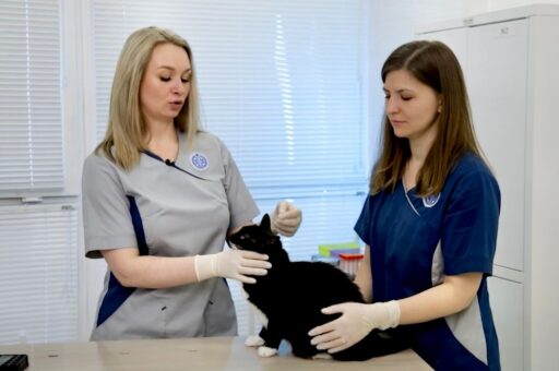 Ветврач рассказала о частой болезни собак и кошек, которую переносят чесоточные клещи