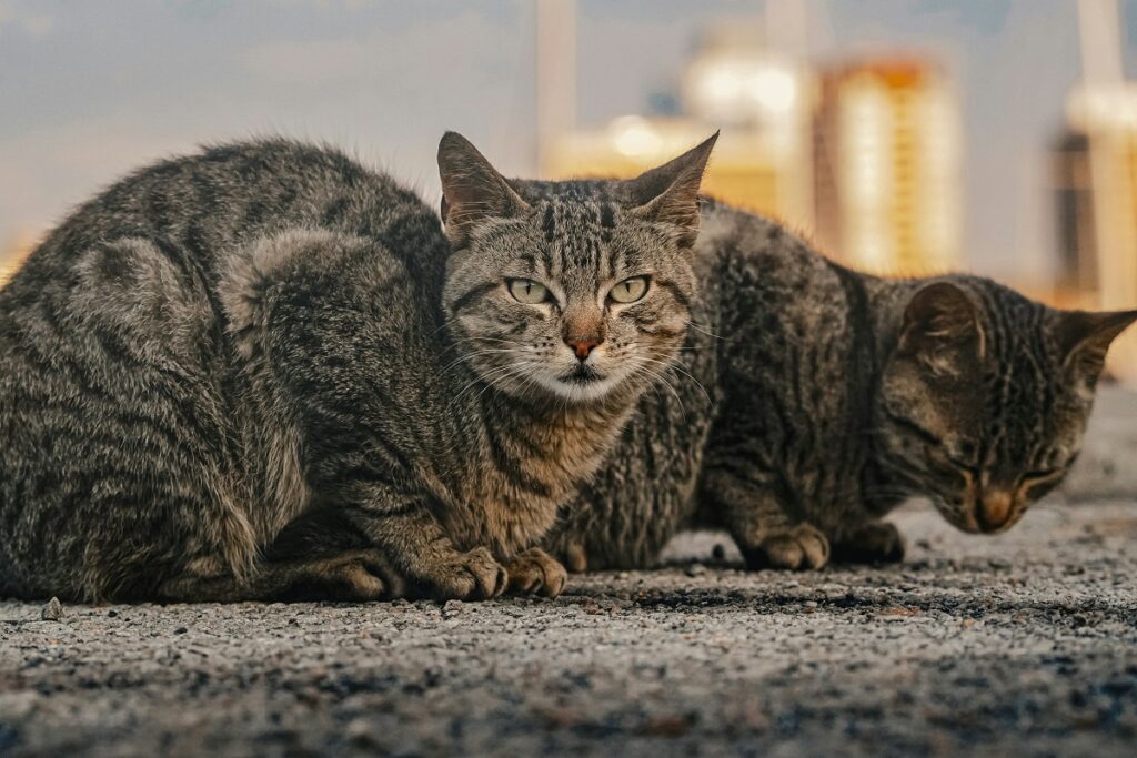 На Дальнем Востоке хозяйку кошек наказали за вонь в подъезде многоэтажки