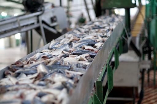 Сахалин в декабре экспортировал более 25 тыс. тонн рыбопродукции