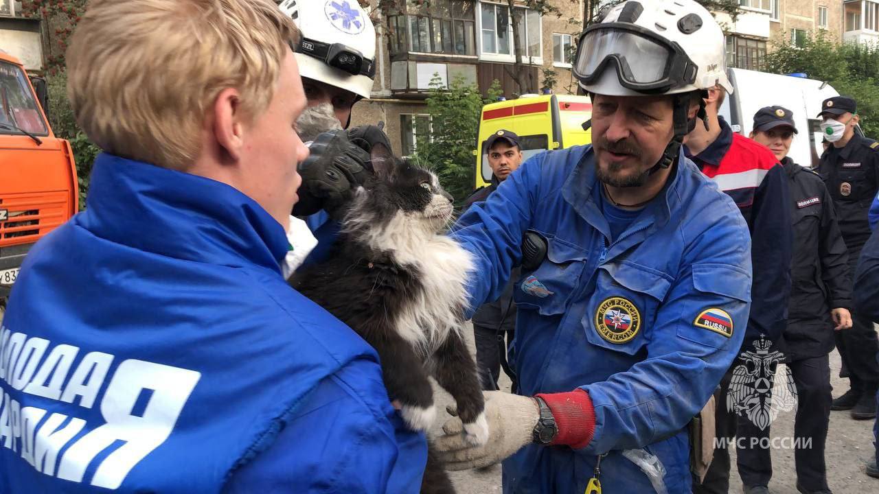 В Нижнем Тагиле спасли кота из-под завалов обрушившегося дома