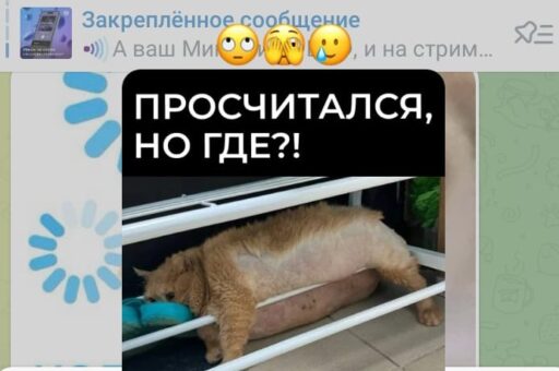 В Минэкономразвития выпустили стикер с котом-тяжеловесом Крошиком