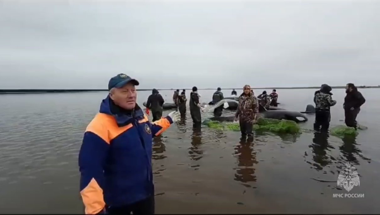 На Камчатке спасают косаток из водяной ловушки