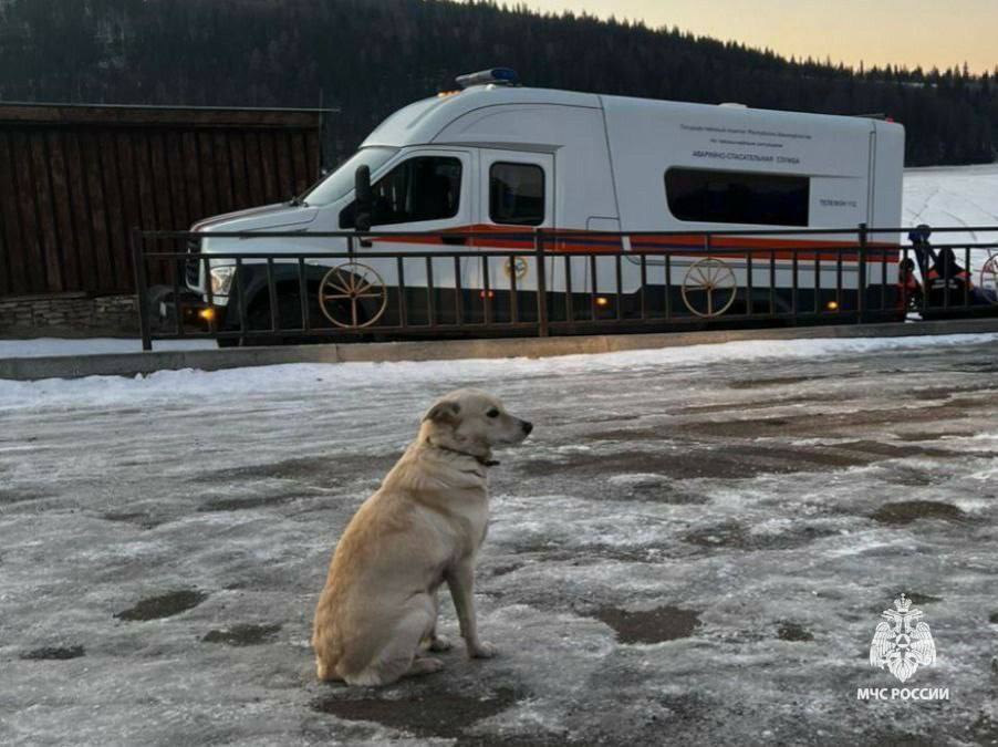 В Башкирии собака четыре дня ждала на льду реки утонувшего хозяина