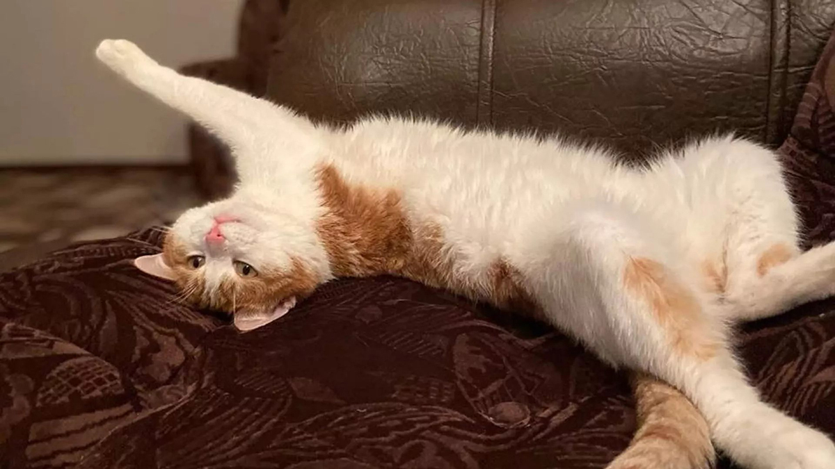 Кот перестал есть