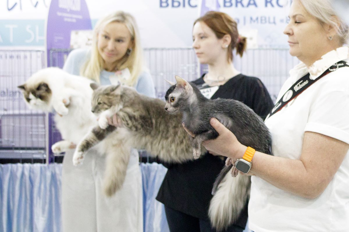 Фоторепортаж: лучшую кошку выбрали на выставке в Москве