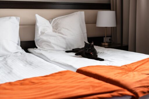 ГОСТ для pet-friendly-отелей планируют утвердить уже этой весной