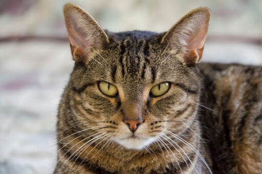 Кошку с наркотиками задержали в Коста-Рике