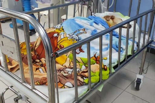 Ветврачи почти на полгода продлили жизнь собаке с отказавшими почками
