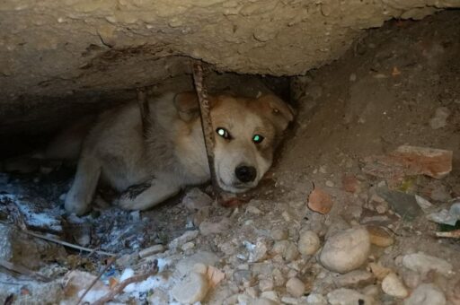 В Ангарске кошка завела собаку в опасную ловушку