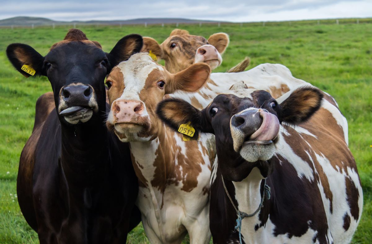 Ученые: пластиковые наночастицы нарушают рост мышечных и репродуктивных клеток коров и свиней