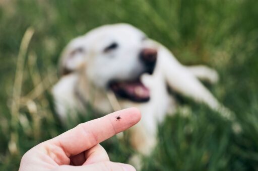 Ветеринарные клиники ВНИИЗЖ открыли сезон обработки домашних животных от клещей и блох