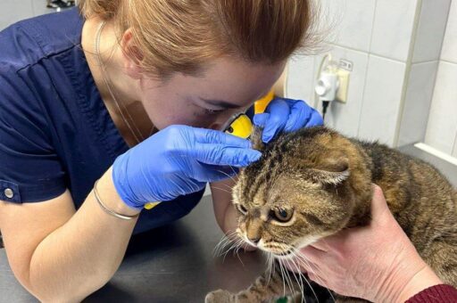 Пожилого кота вылечили от редкого заболевания ушей