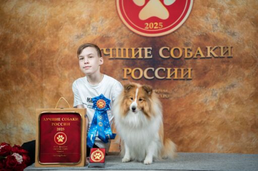 Лучших собак выбирают в России — фоторепортаж