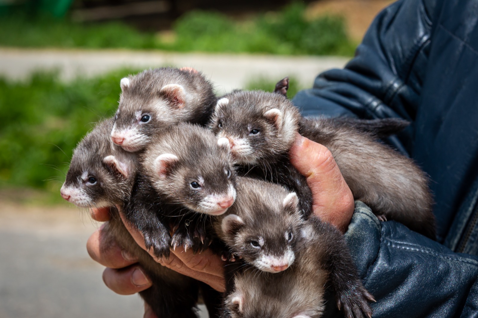 Звероводы выступили за снижение НДС до 10% на изделия из меха