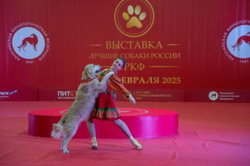 Танцы с собаками: спортивная дисциплина в кинологии