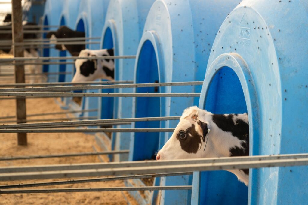 Студент тюменского вуза создает программу адаптации для будущих ветеринаров