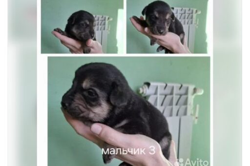 Собака родила щенков после стерилизации