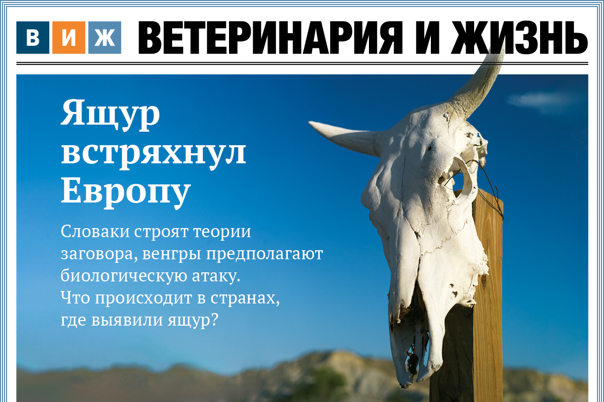 Новый выпуск «ВиЖ»: ящур встряхнул Европу, сельдь и ее конкуренты, фальсификаторов — под суд