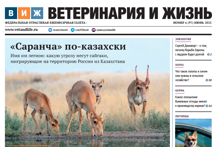 Новый выпуск «ВиЖ»: орды сайгаков — на российских полях, аптечный бизнес «положил глаз» на ветпрепараты