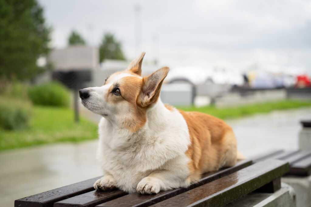 Закон о содержании собак приняли в Санкт-Петербурге