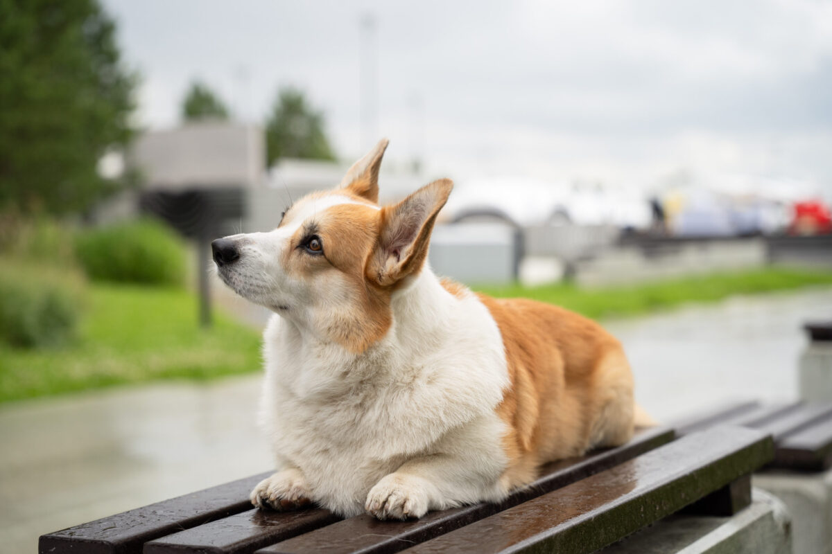 Закон о содержании собак приняли в Санкт-Петербурге