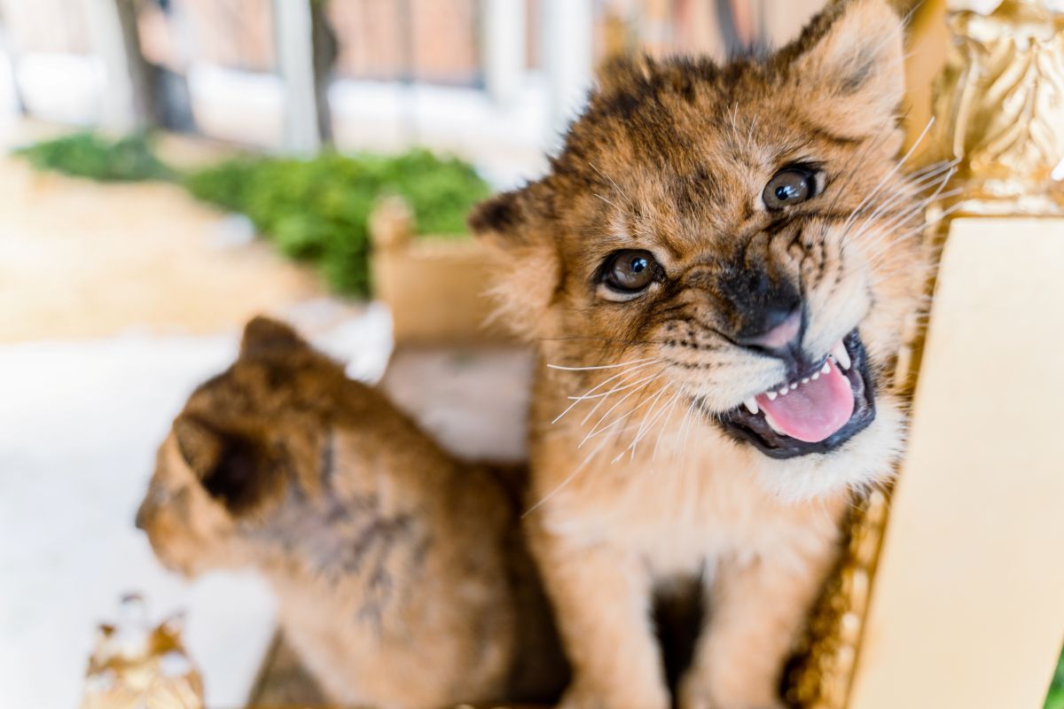 Стационар для раненых зверей построят в Кировской области