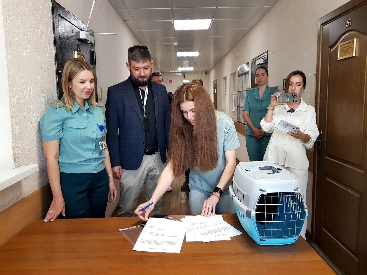 Новороссийские таможенники приютили турецкого кота Бурака