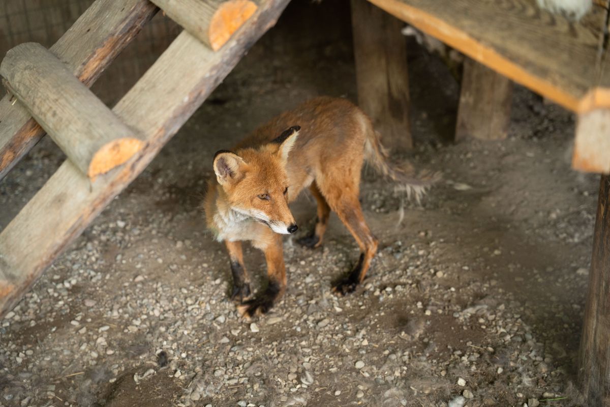 Более 120 случаев бешенства выявлено в России в ноябре