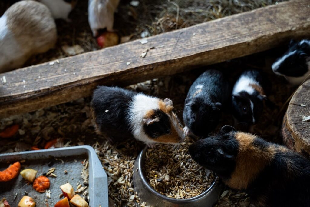 Ветврач объяснила, почему морских свинок считают «сложными пациентами». Все дело в одной особенности