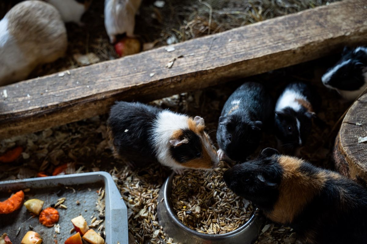 Ветврач объяснила, почему морских свинок считают «сложными пациентами». Все дело в одной особенности